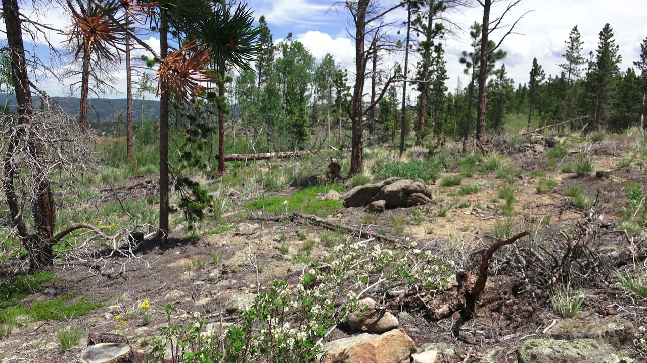 Dry woodland clearing with rocks, branches, green trees, and blue sky.