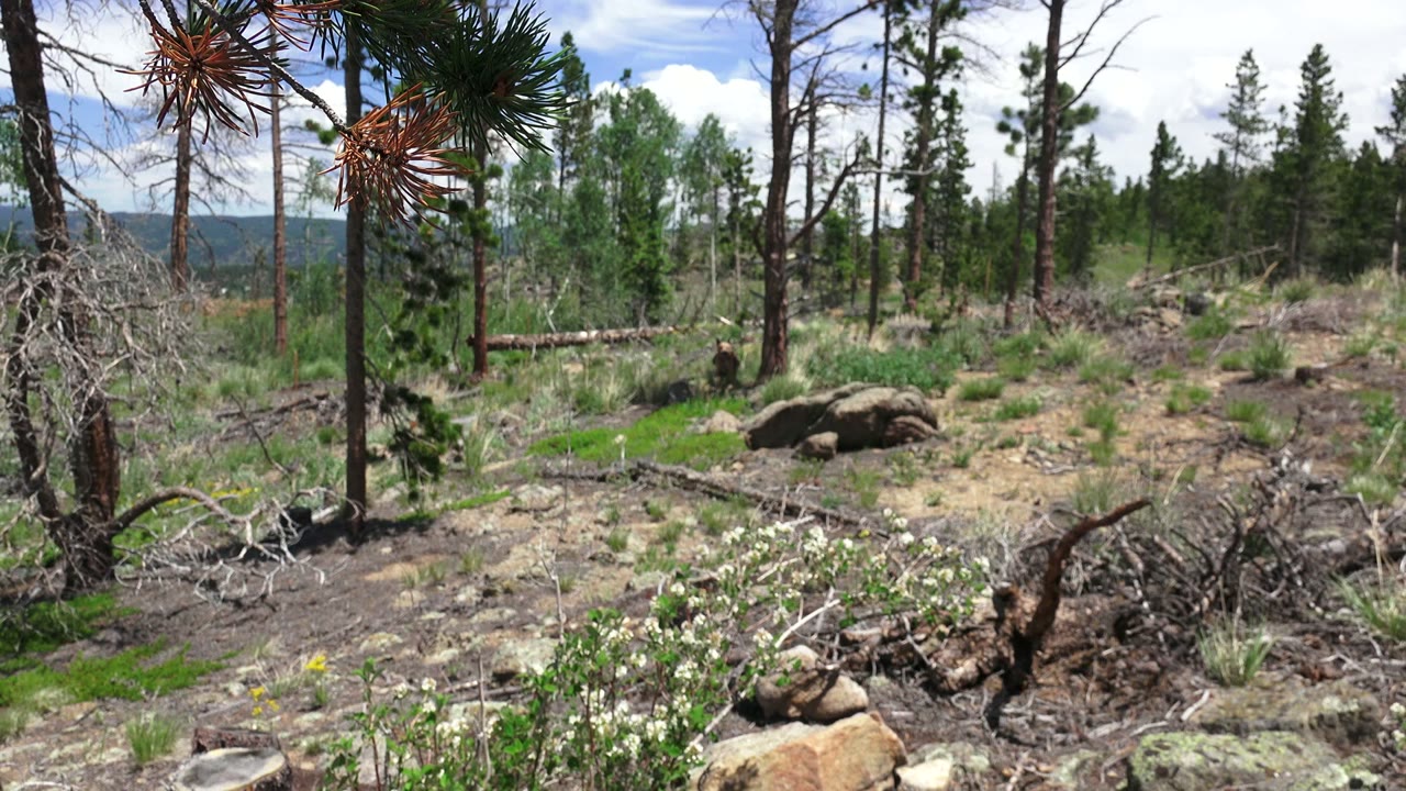 Second frame in Westminster, Colorado showing a similar rocky clearing, dry brush in front, tall tree trunks, green foliage, distant hills, and no visible people.