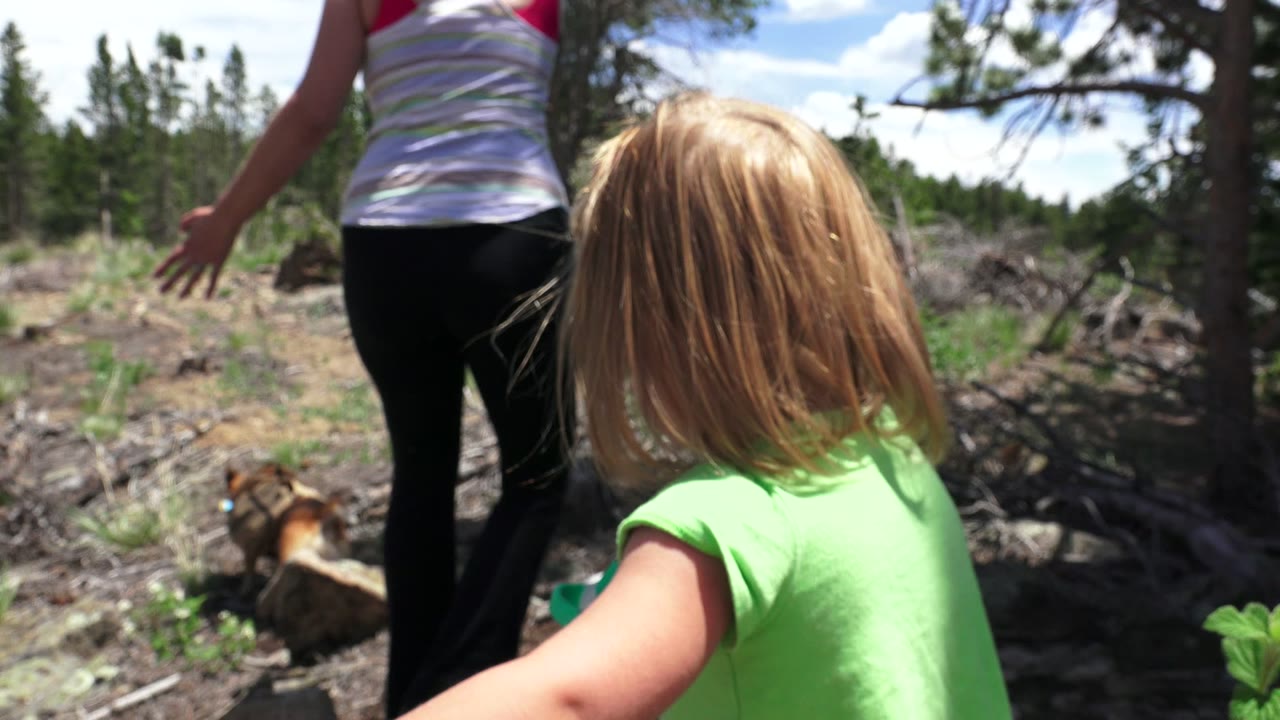 Child follows an adult and dog through a sunny pine forest clearing.