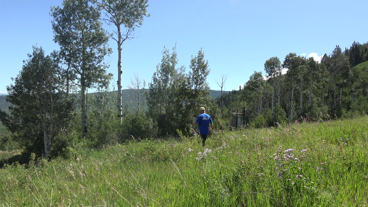 Man in blue shirt walking through tall grass near trees.