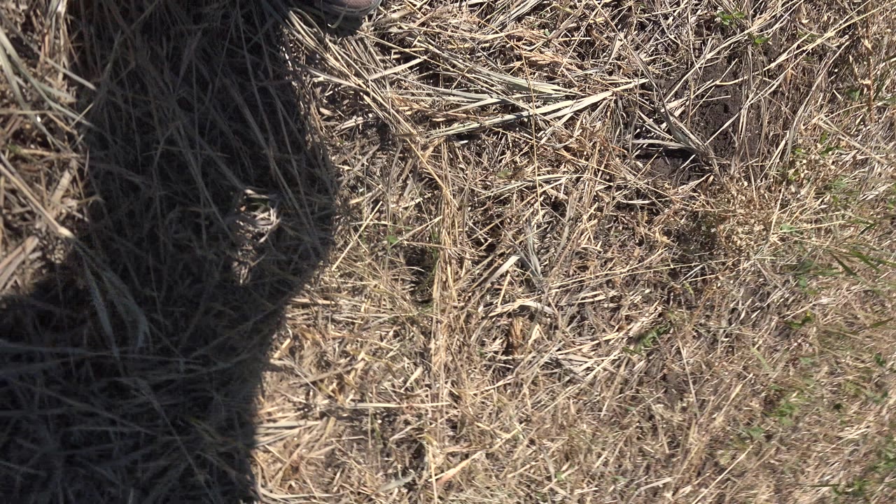 Person’s shadow across dry straw and sparse grass.