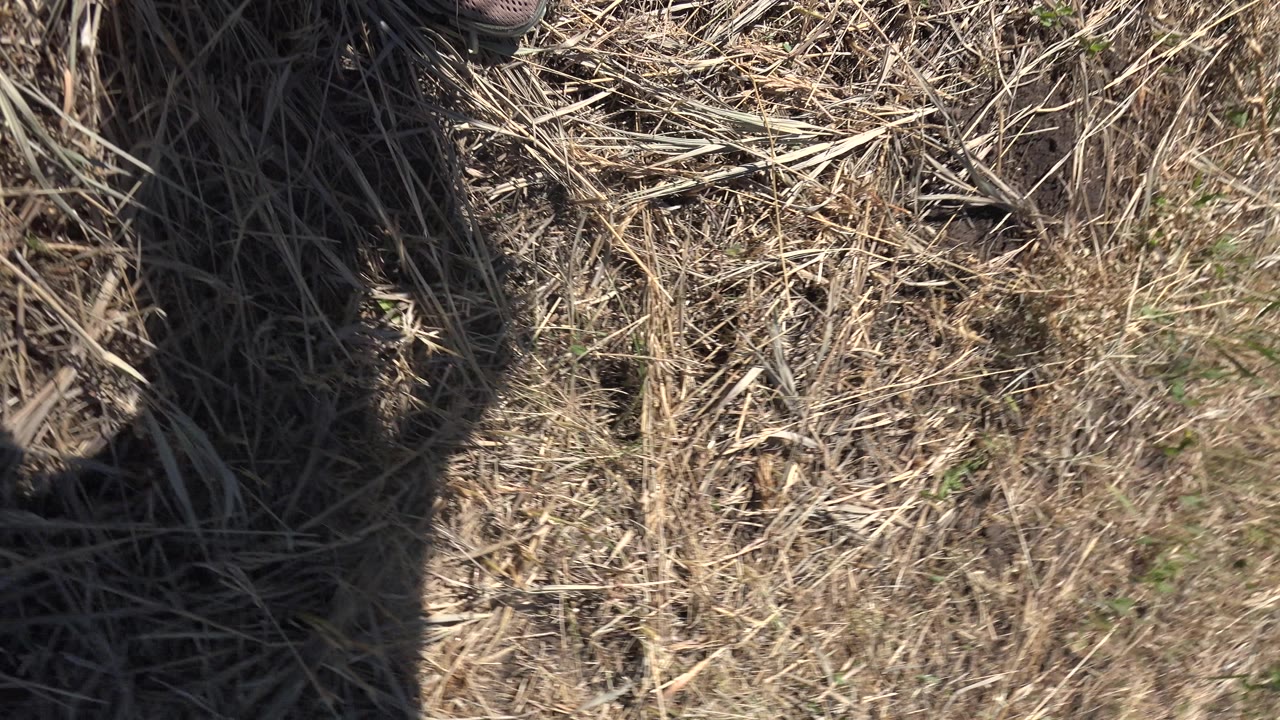 A person’s shadow stretches over dry straw and patchy grass in Mesa, Colorado, with a small part of a shoe entering at the top edge.