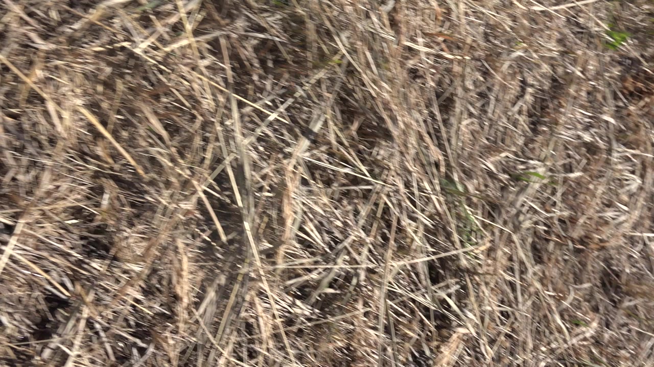 A dark pant leg cuts diagonally across the downward view of dry grass and straw in Mesa, Colorado, with the trail surface still visible below.