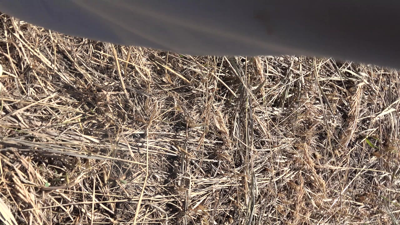 Dry grass and soil partly covered by dark fabric at the top of frame.