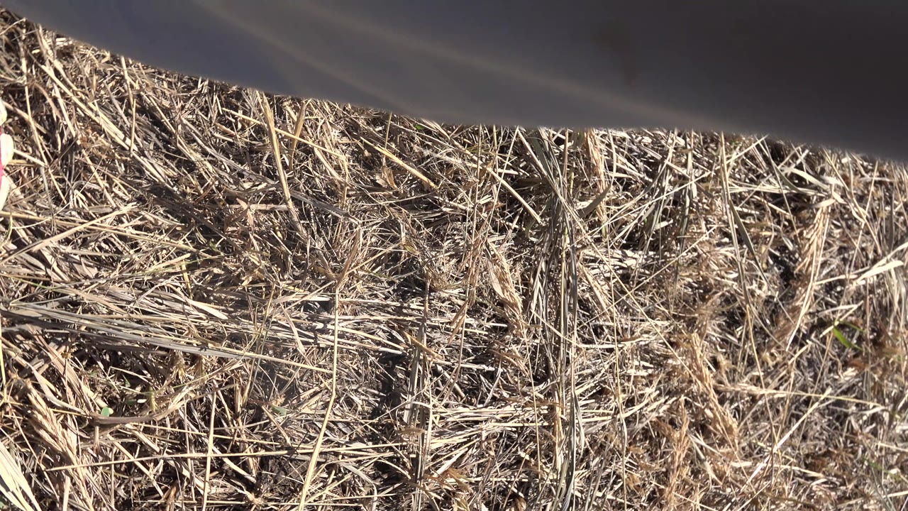 A dense patch of straw-colored grass and soil fills the Mesa, Colorado frame while a dark shirt or fabric shape remains along the upper edge.