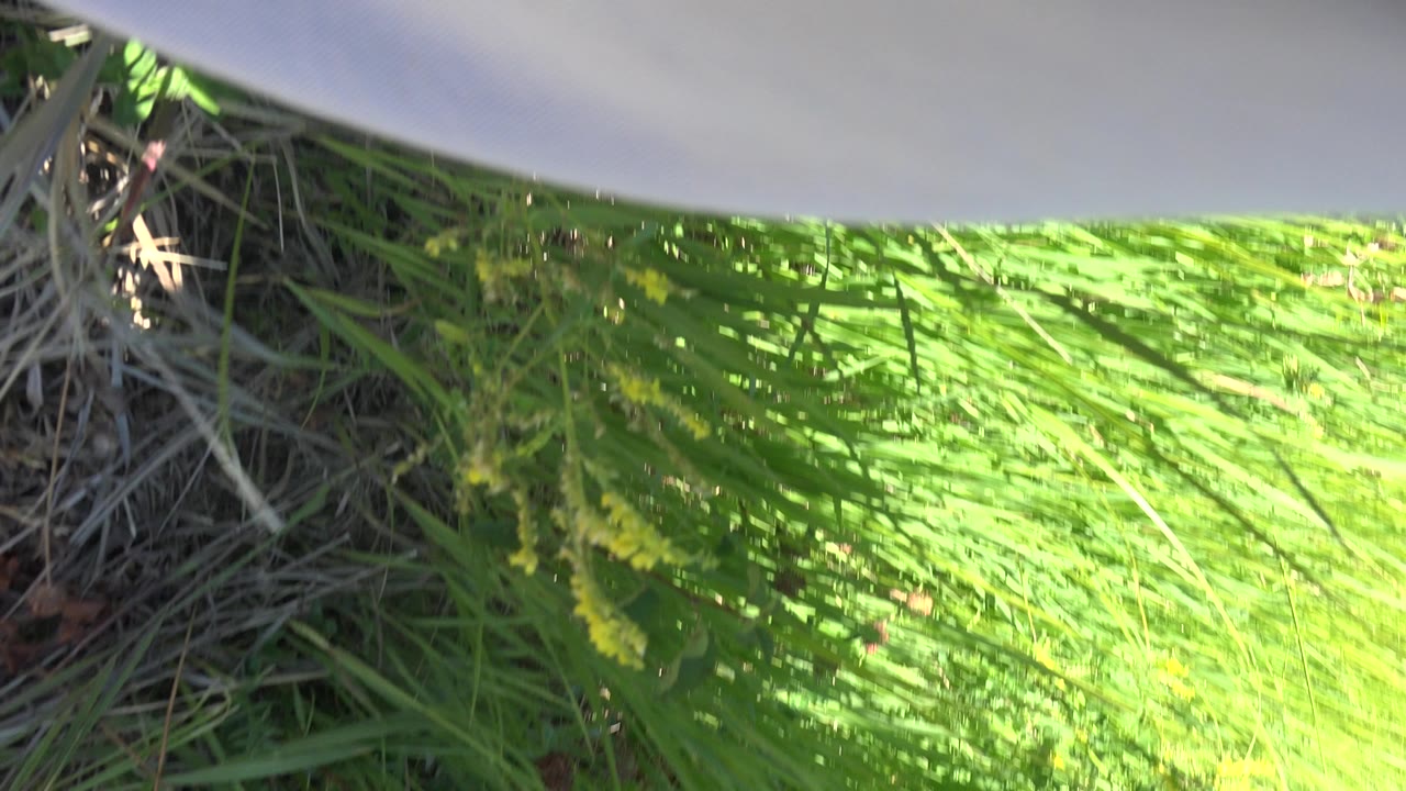Close trail detail with green grass, seed heads, dry straw, and pale fabric.