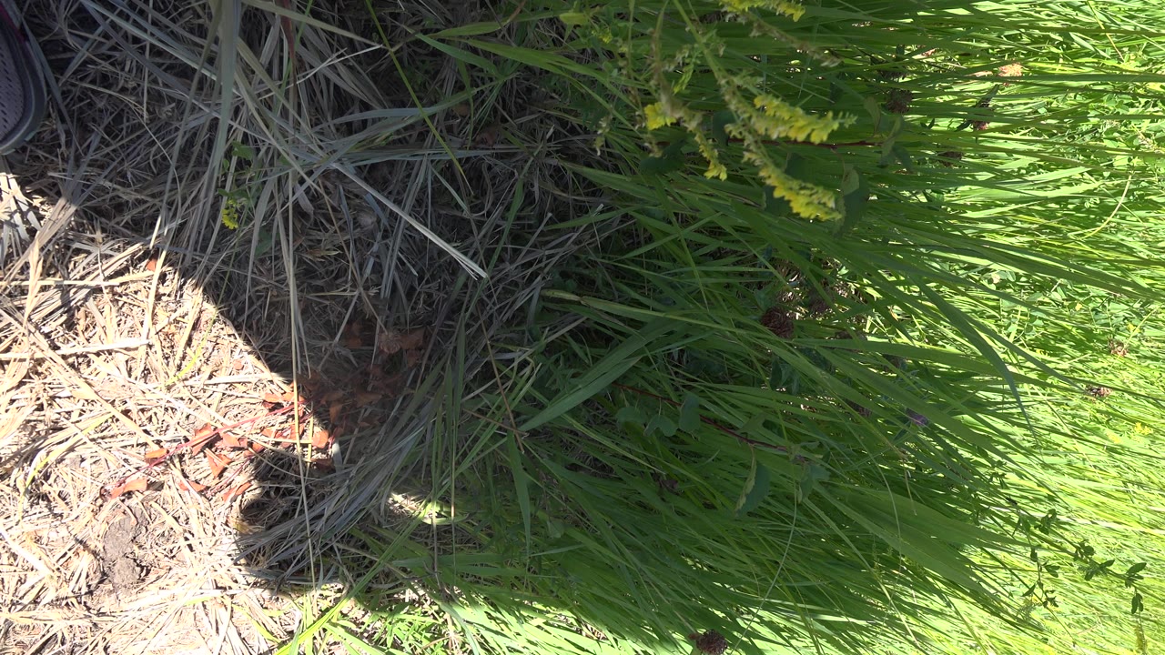 Ground-level grass and dry straw in harsh sunlight with a dark shoe edge visible.