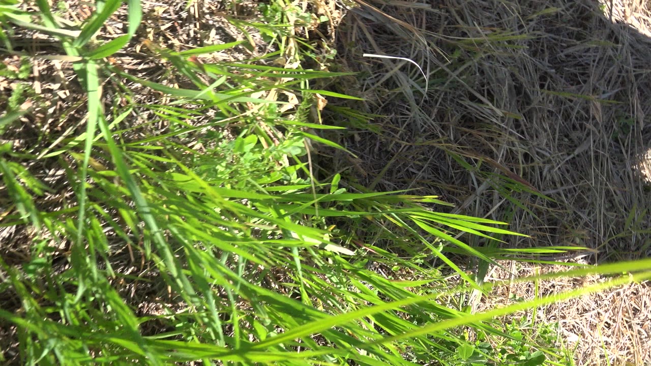 Sunlit grass and dry brush viewed from above.