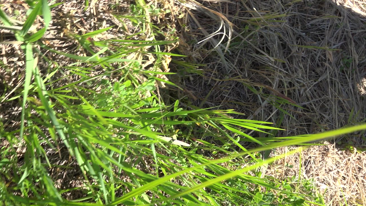 Tall green grass fills the frame over dry straw-colored ground in Mesa, Colorado, with no visible people at this moment.