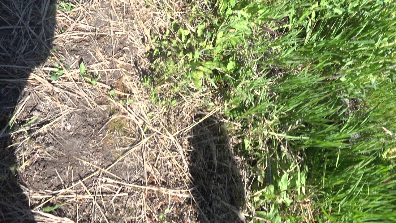Downward view of dirt, dry grass, green plants, and a tall shadow.