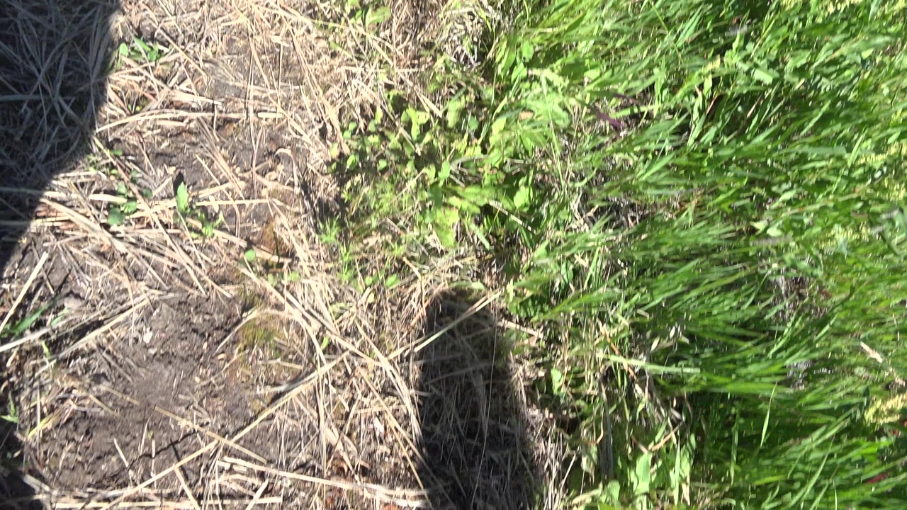Downward Mesa, Colorado trail detail with darker soil, flattened dry stems, bright green weeds, and a human shadow near the lower center.