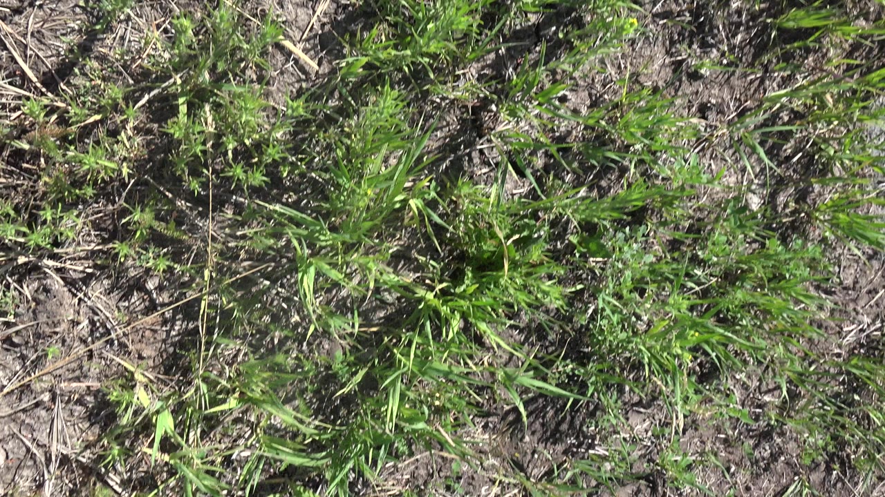 Sunlit grass and dry dirt viewed from above.