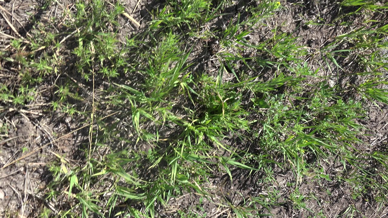 A close downward view shows grass clumps, exposed soil, and dry plant debris in Mesa, Colorado, with no visible people.