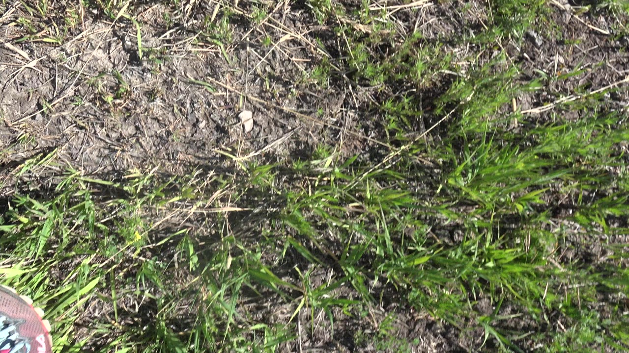 Close ground view in Mesa, Colorado showing green grass, dry soil, small rocks, and a partial shoe at the lower left edge, with no visible faces.