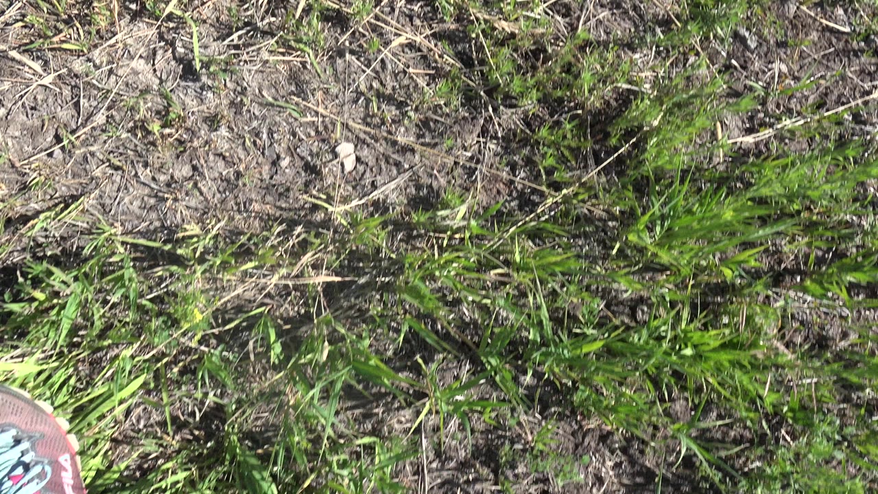 Mesa, Colorado ground detail with patchy grass, exposed dirt, scattered stones, dry plant stems, and a small partial shoe edge visible near the bottom, with no visible people.