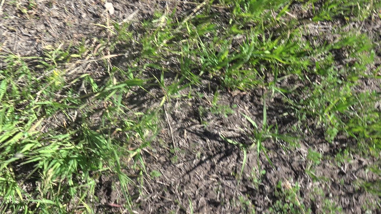 Grass and dry rocky soil filling the frame in direct sunlight.