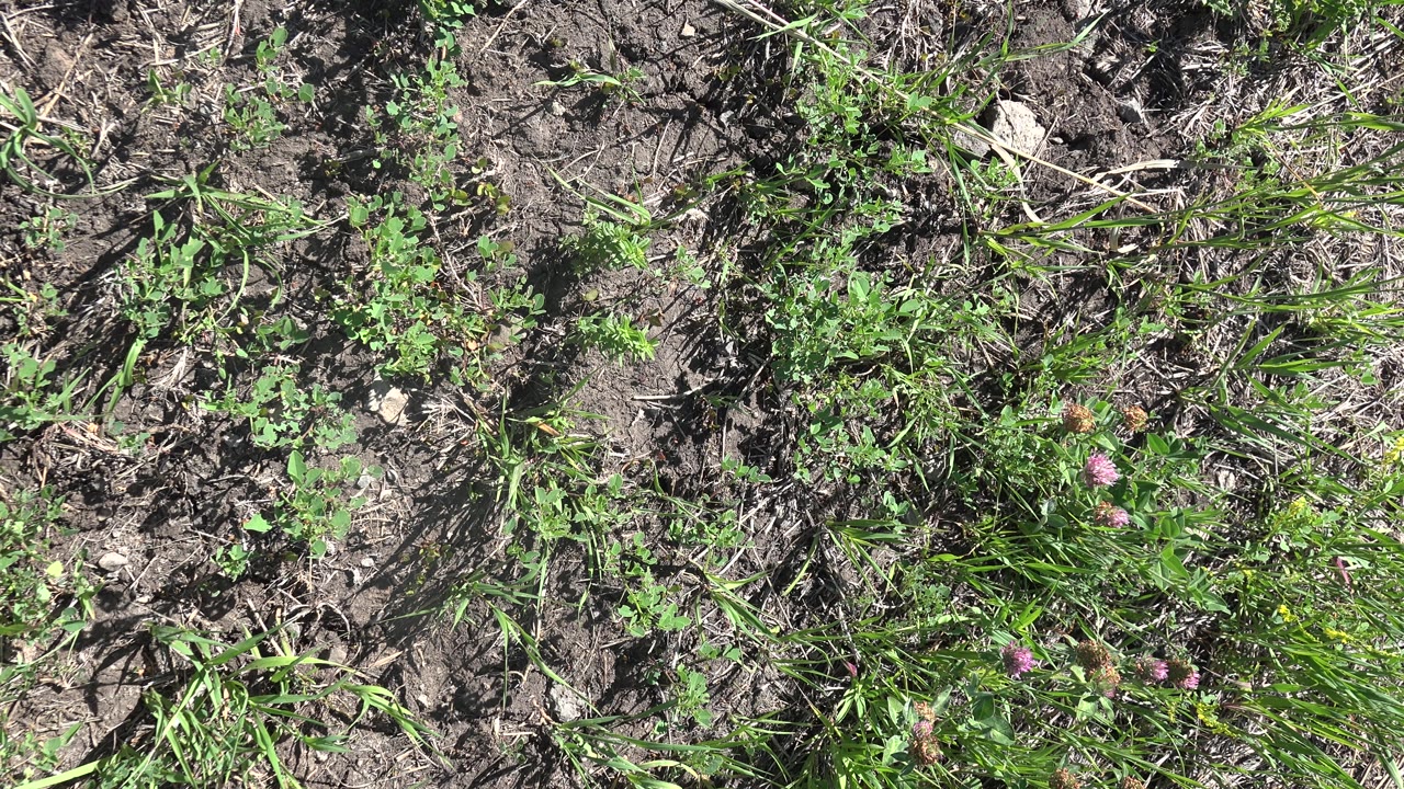Patchy grass and dark soil seen from above.