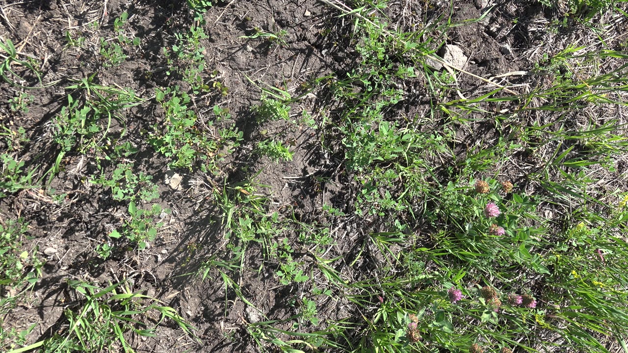 Close ground frame of green weeds, flattened grass, and bare earth in Mesa, Colorado, with no visible people.