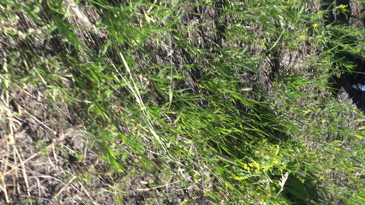 Downward view of grass and dry brush on uneven ground.