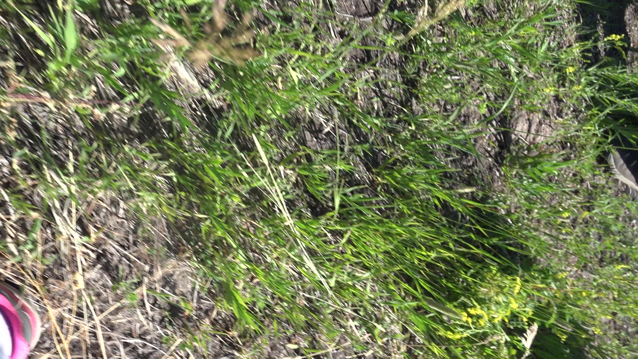 A partial pink and gray shoe appears at the lower edge of a downward Mesa, Colorado hiking view over grass and dry vegetation.