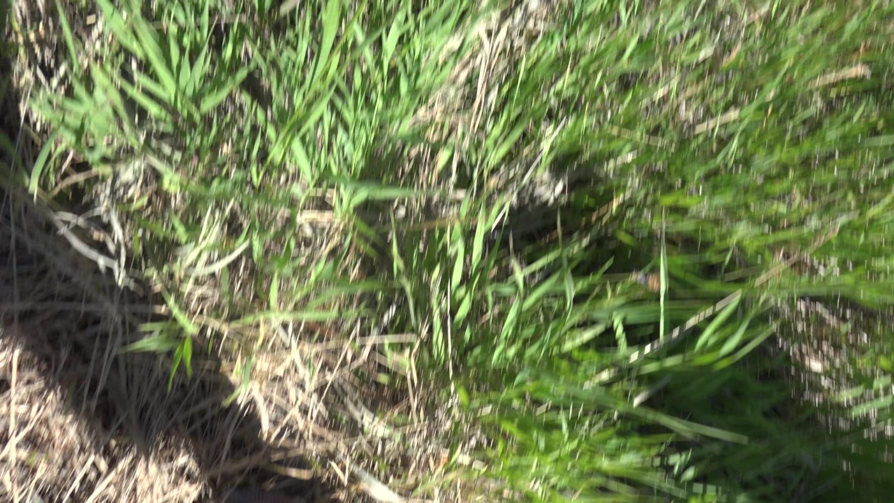 At 0:00 in Mesa, Colorado, the frame looks down at green grass, dry straw, and a dark walking shadow crossing the sunlit ground.