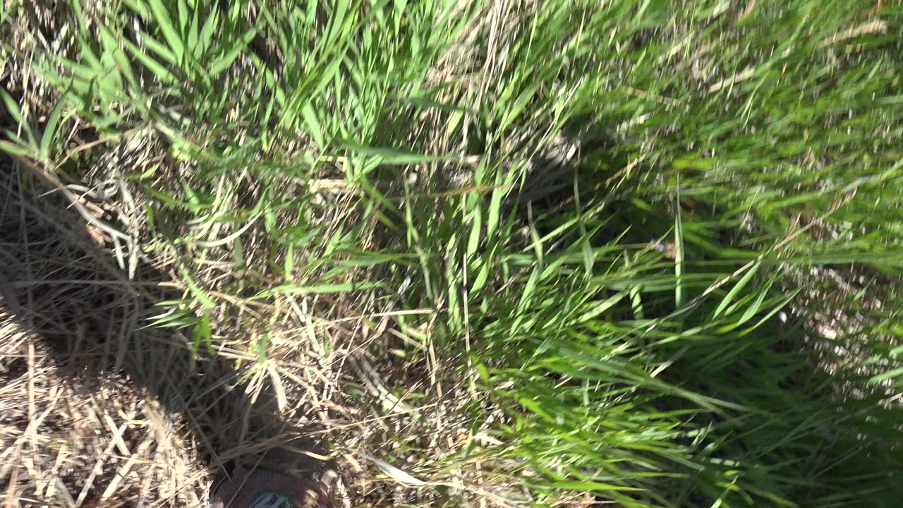 At 0:01 in Mesa, Colorado, green grass and dry field texture fill the view with a partial shoe just entering along the lower edge.