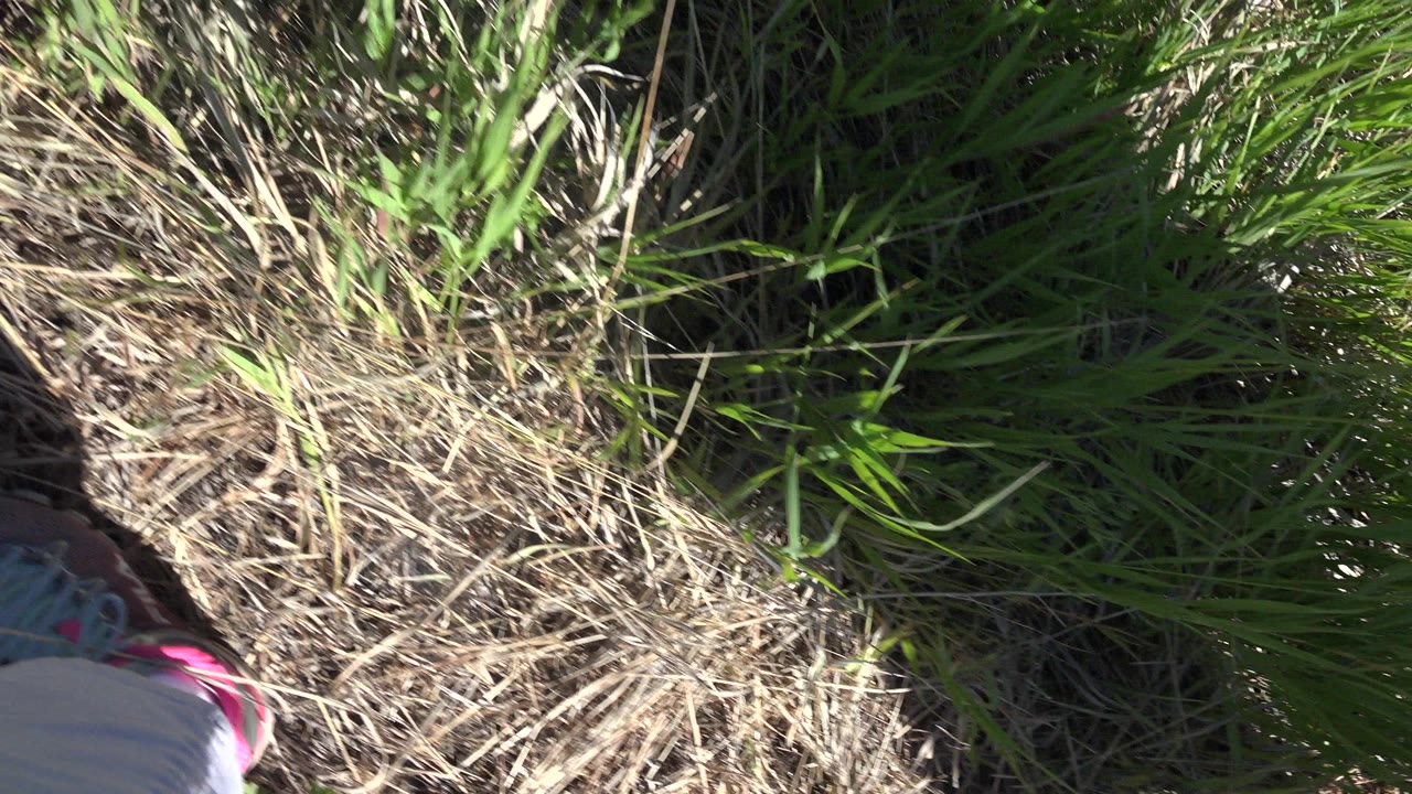 Child's lower leg and sneaker beside tall grass and dry ground.
