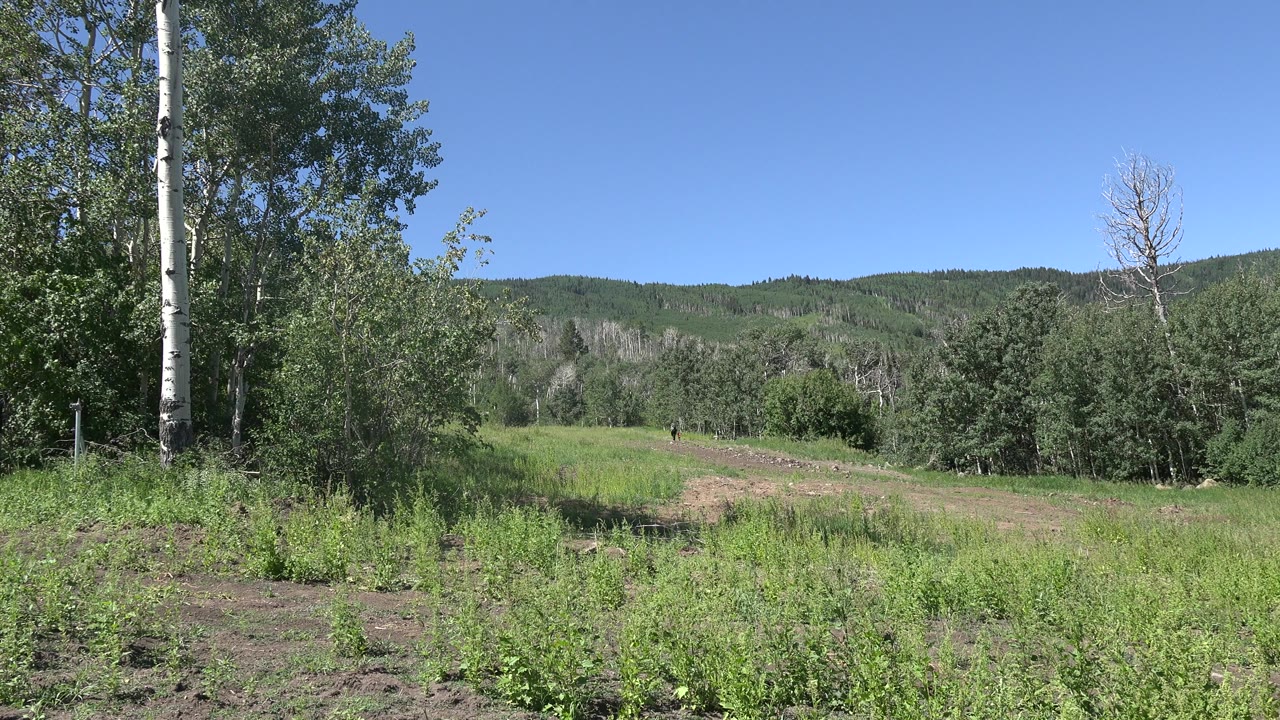Opening frame of a Mesa, Colorado grassland with bare soil and green plants in front, trees along both sides, wooded hills in back, and no visible people.