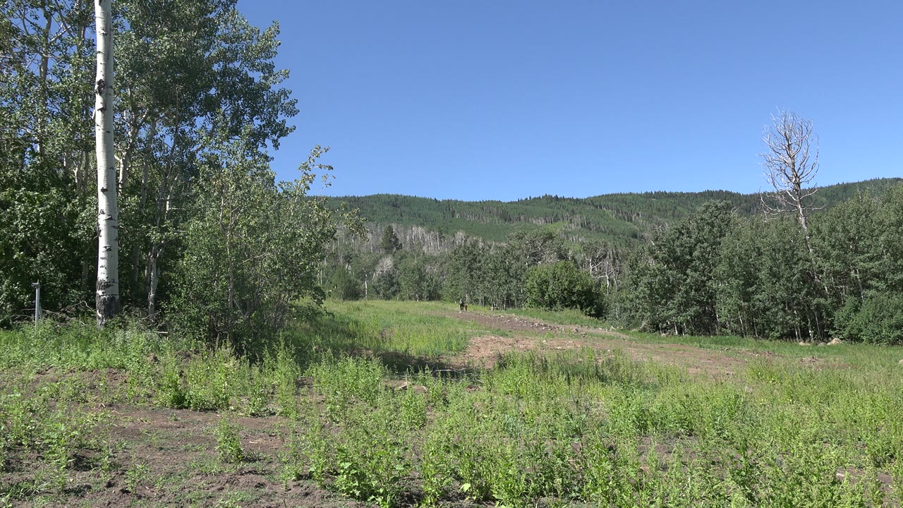 Trees and grassland under a wide blue sky with wooded hills behind.