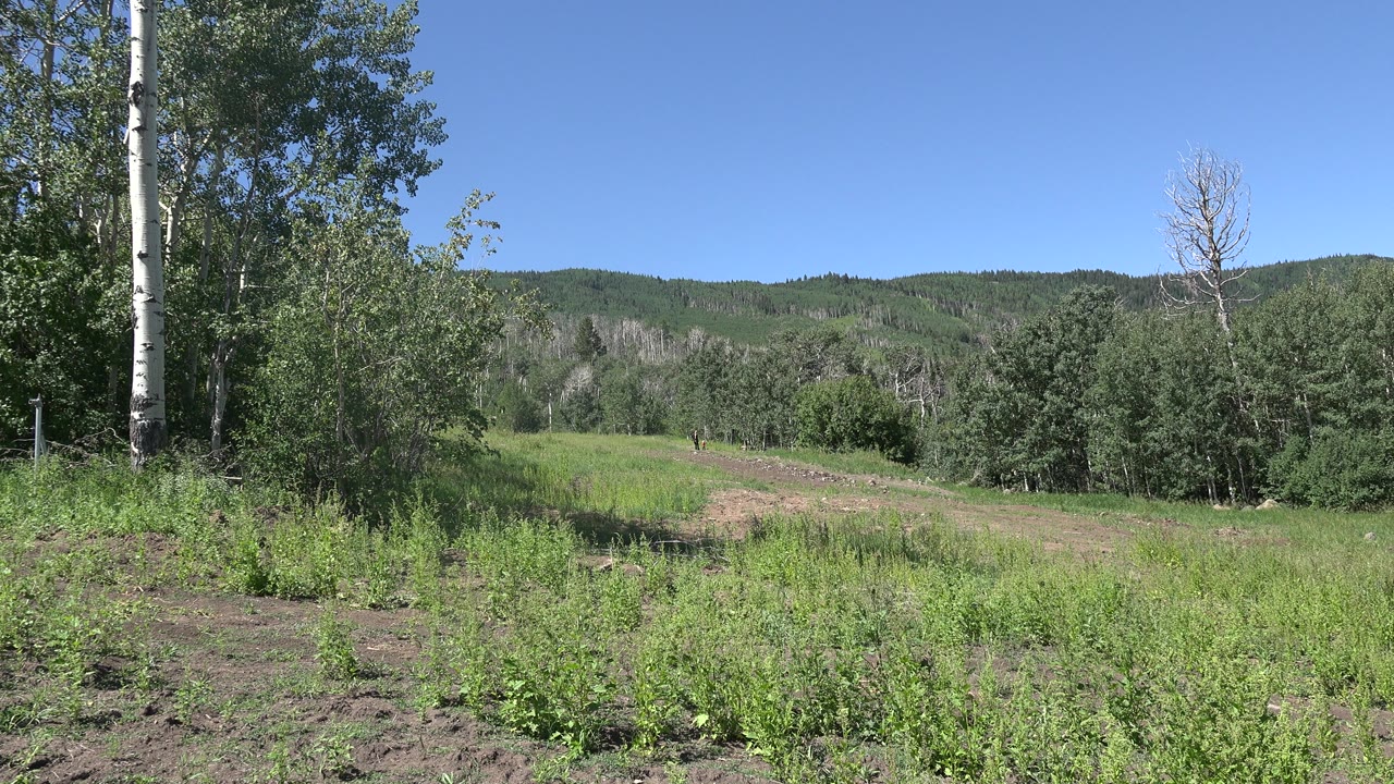 Opening frame of a Mesa, Colorado grassy clearing with dirt foreground, leafy trees at the sides, distant wooded hills, blue sky, and no visible people.