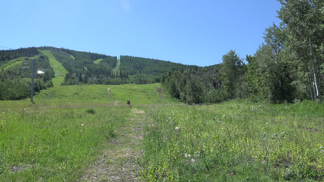 Sunlit green meadow with a dirt track leading toward forested hills.