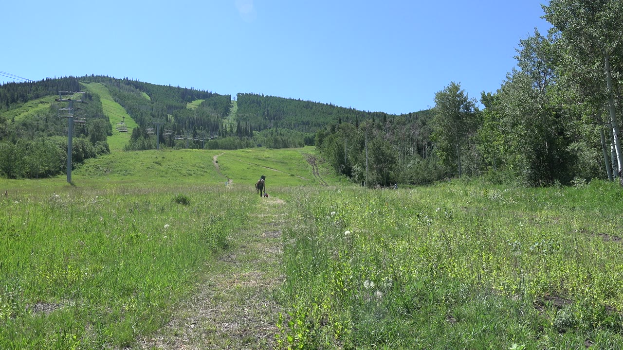 A distant person with a dog walks along a grassy trail in Mesa, Colorado, with chairlift towers to the left and wooded green hills beyond.