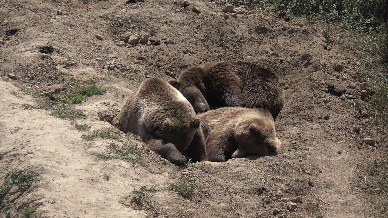 Brown bear cubs resting together in a dirt hollow