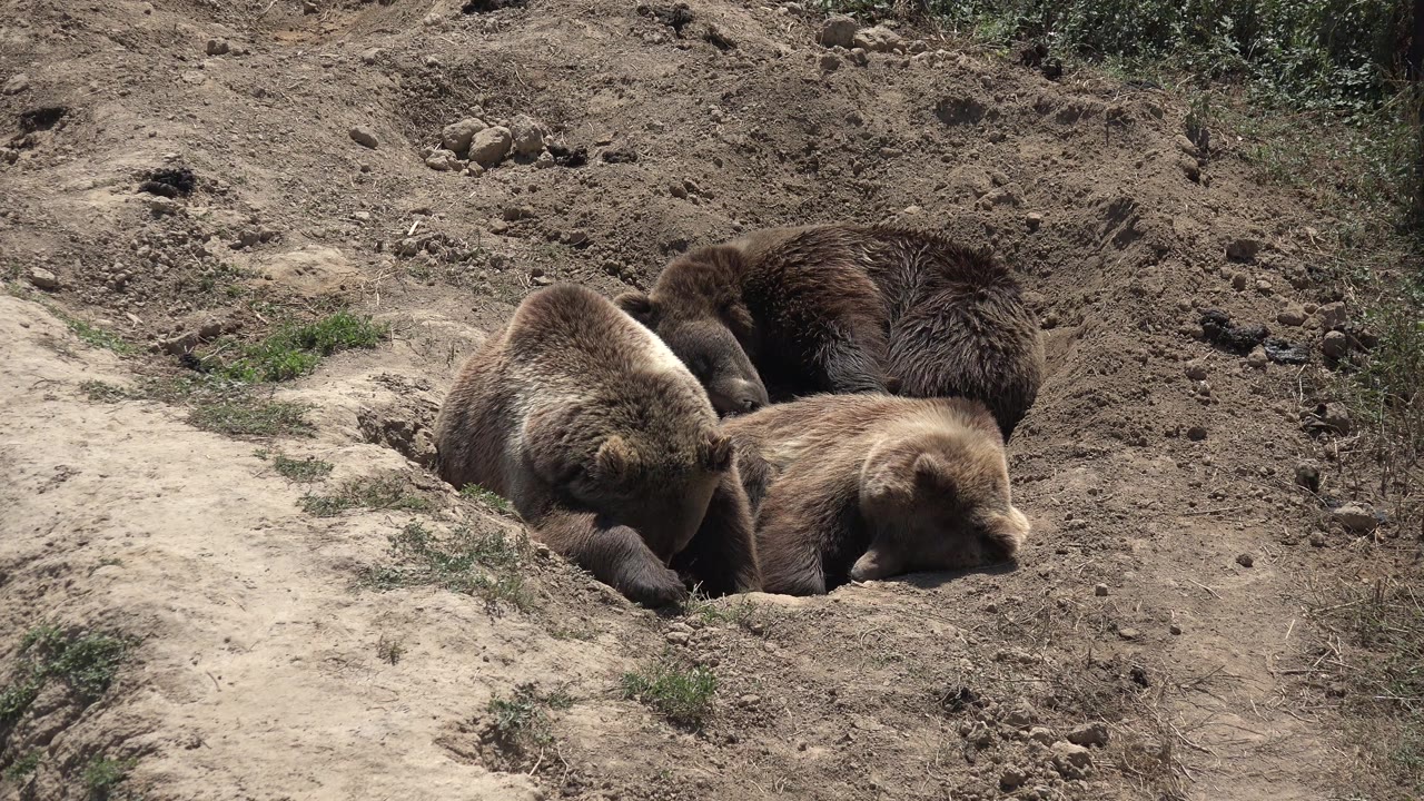 One second in, the cubs remain pressed together on the dusty slope in Keenesburg, Colorado, with the darker cub at the back and no visible people.
