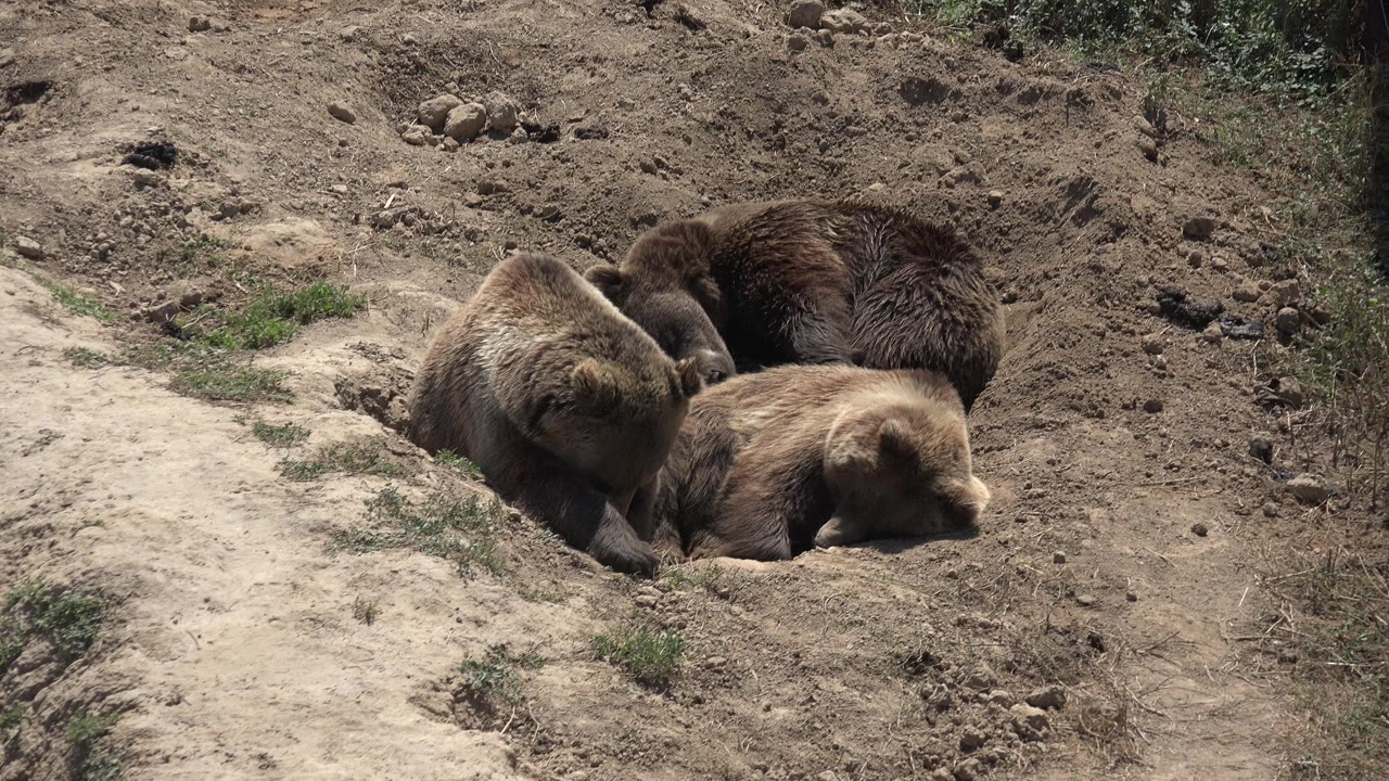 Three brown bear cubs lie close together in a shallow dirt hollow in Keenesburg, Colorado, with no visible people.