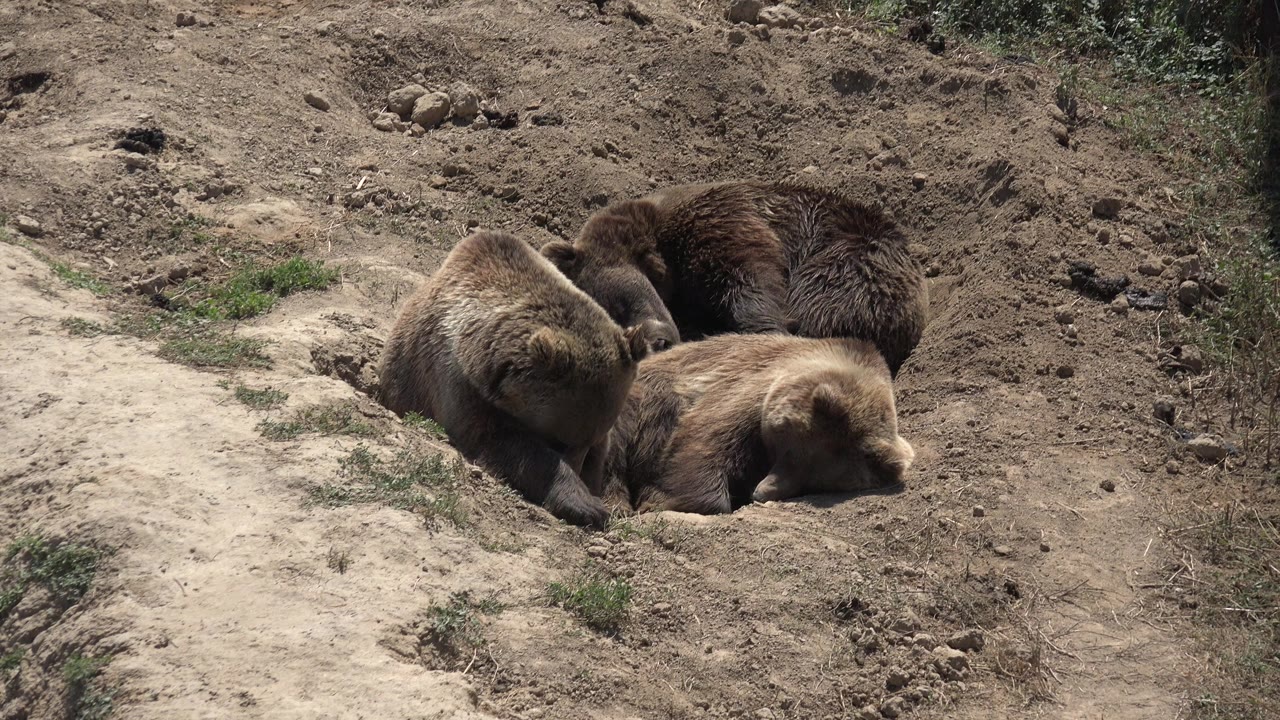 The bear cubs remain clustered in the dirt depression, with one lighter cub stretched along the front and darker fur visible behind it in Keenesburg, Colorado.
