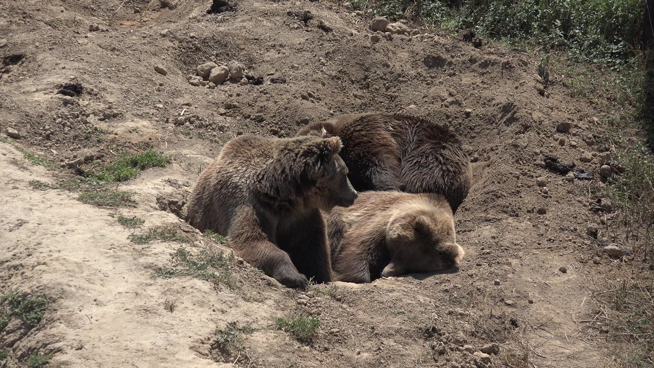 Three brown bears rest close together on a dry dirt slope in Keenesburg, Colorado, with sparse weeds and no visible people.