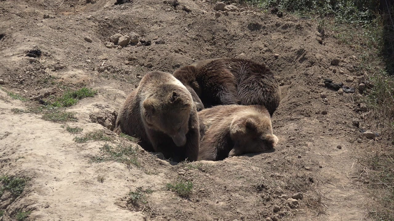 Three brown bears resting in a dirt hollow