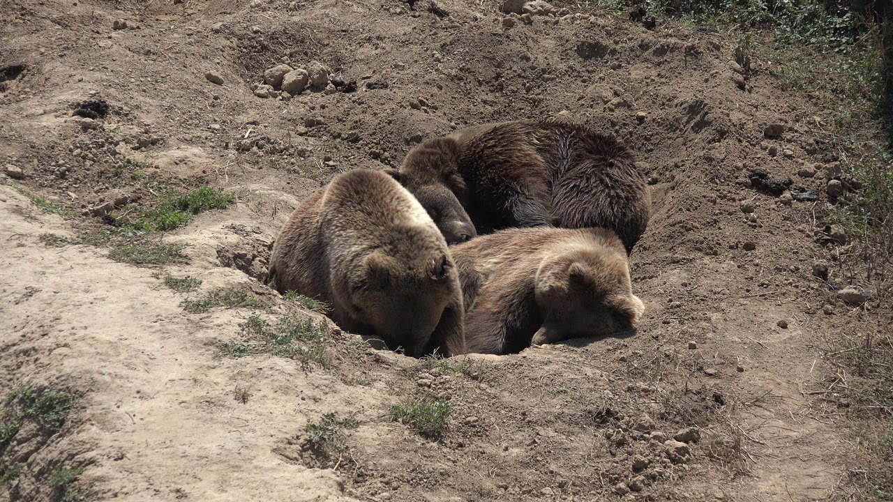 Brown bear cubs gathered around a dirt hole
