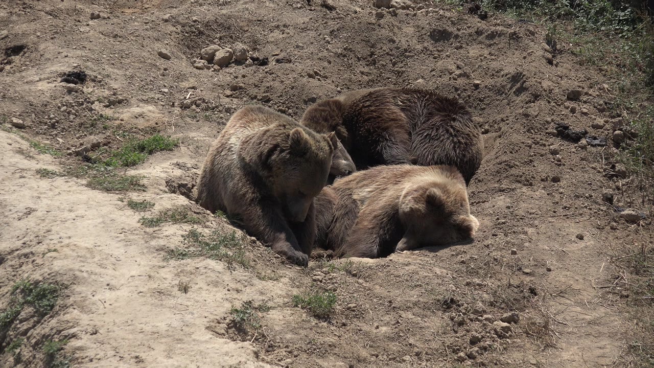 Three brown bears rest close together beside a large dirt hollow in Keenesburg, Colorado, with dry soil, scattered rocks, sparse plants, and no visible people.
