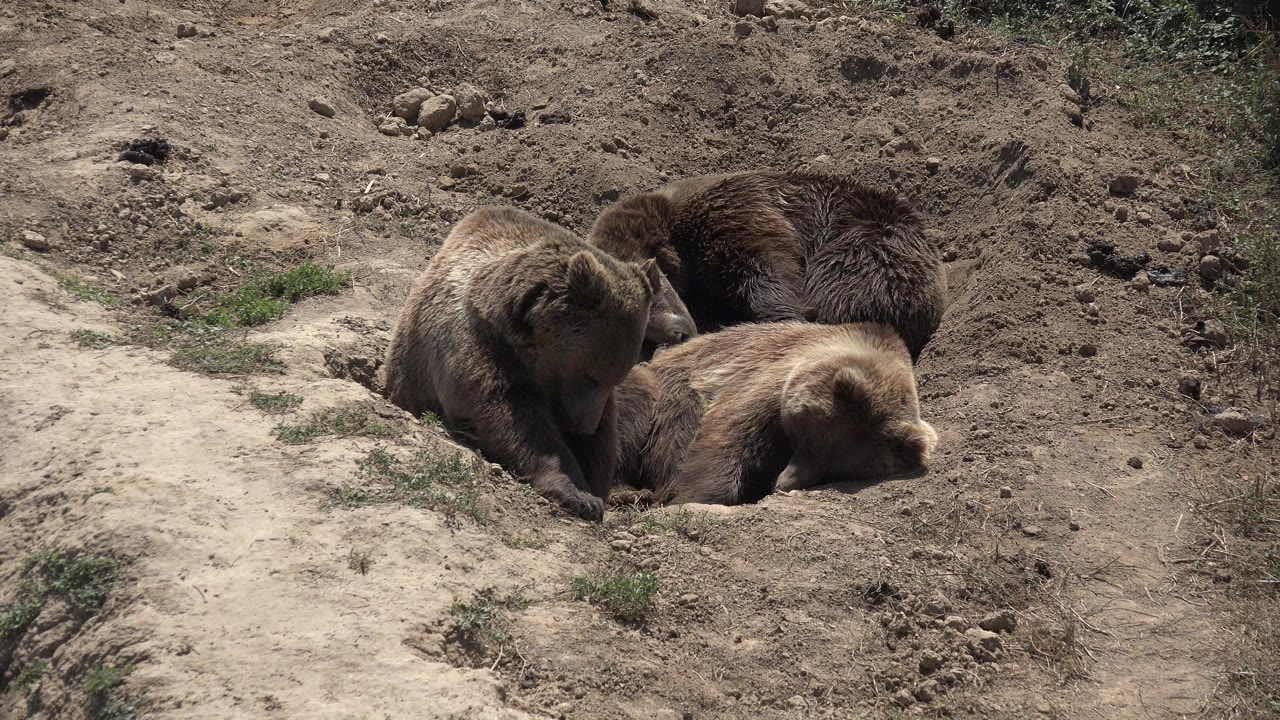 The three bears remain clustered around the dirt hollow in Keenesburg, Colorado, with one lighter bear low in front and two darker bears behind, and no visible people.