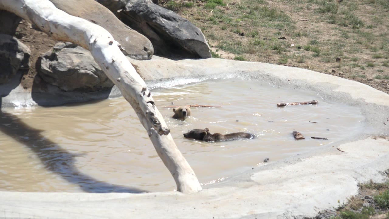 At 0:00 in Keenesburg, Colorado, dogs swim in tan muddy water near a pale concrete pond edge, with a white leaning trunk crossing the frame and no visible people.