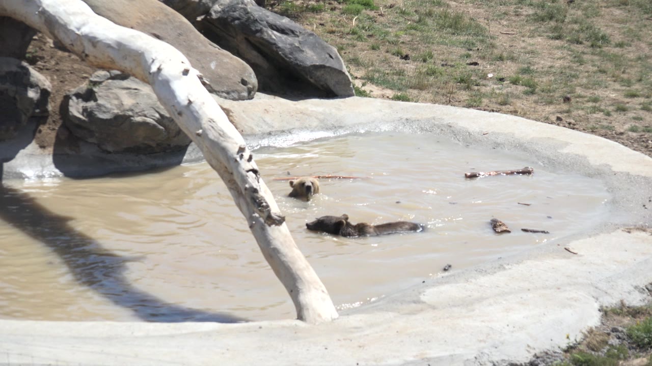 At 0:01 in Keenesburg, Colorado, the dogs remain low in the muddy pond while small ripples spread across the water under the white diagonal trunk, with no visible people.