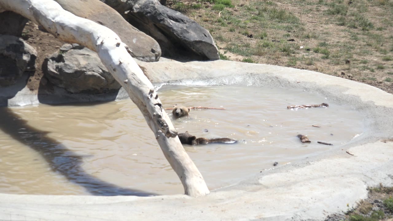 Dog partly submerged in muddy pond water near rocks and a leaning trunk.