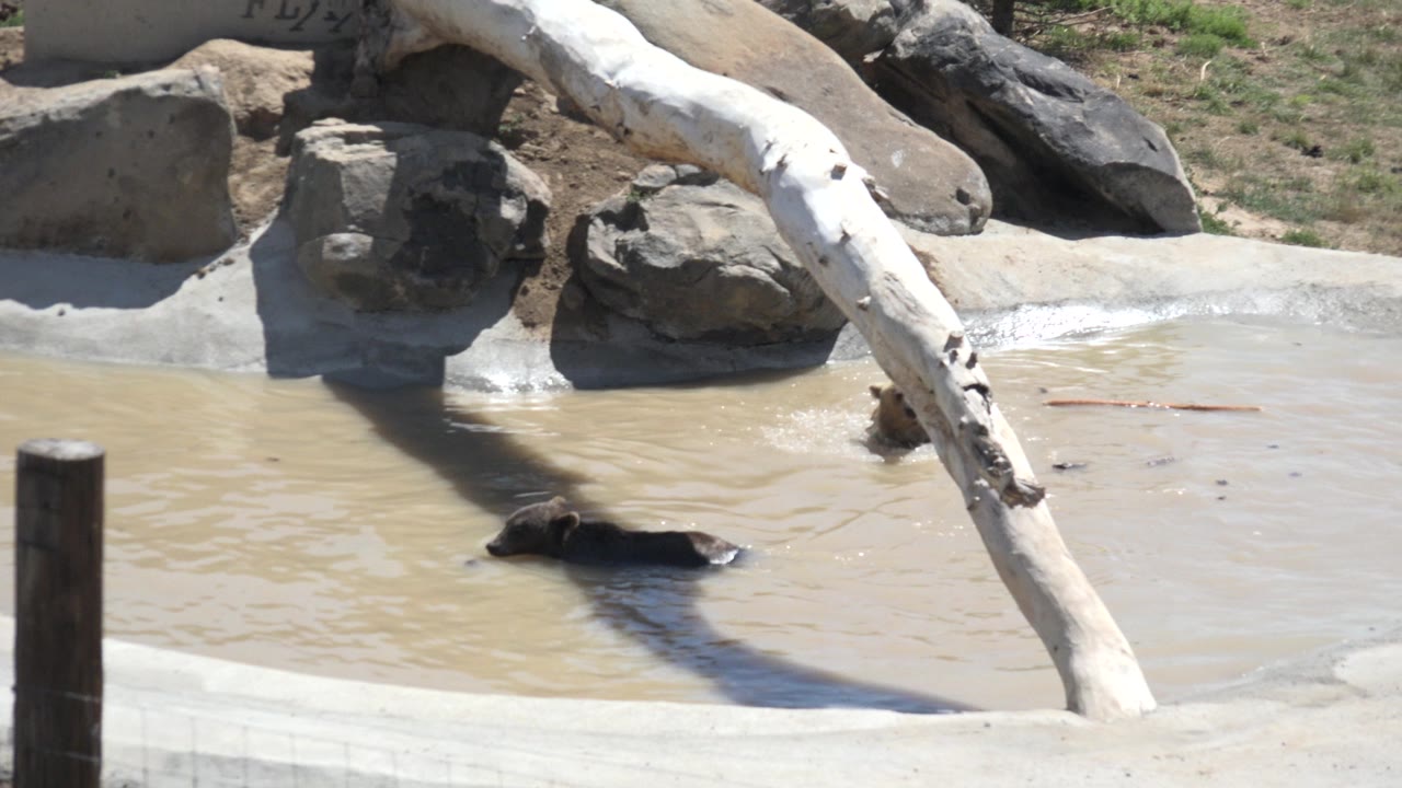 At the start of the Keenesburg, Colorado clip, a bear is partly submerged near the left side of a muddy concrete pond, with rocks, a pale log, a dark post, and no visible people.