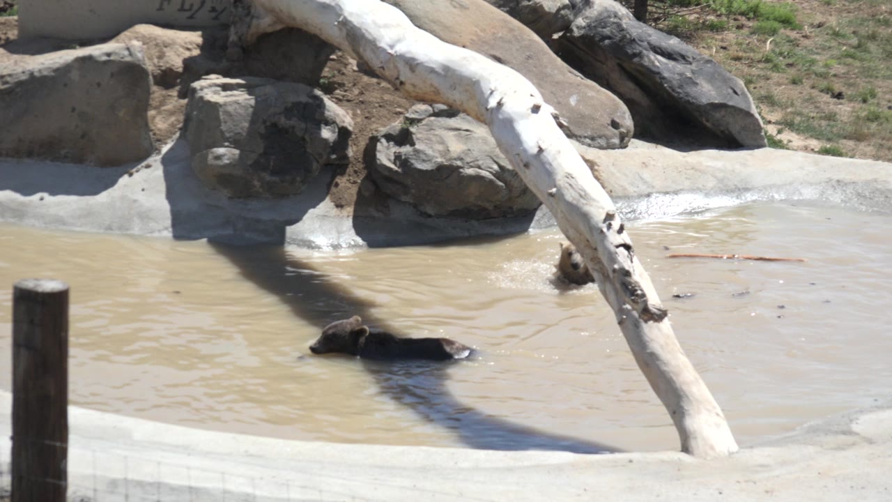 One second in, the Keenesburg, Colorado frame keeps the bear low in the muddy pond, with a concrete rim, background rocks, the pale log crossing the view, and no visible people.