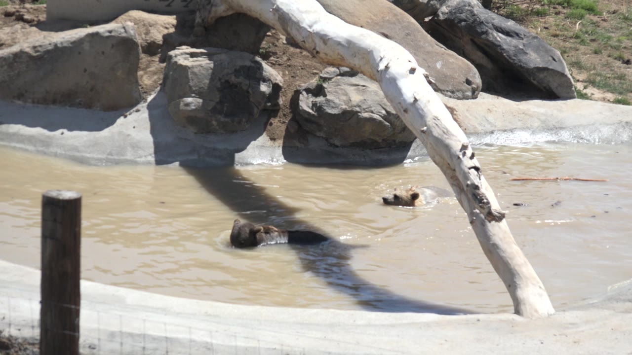 Two bears visible in a muddy pond beneath a pale fallen log.
