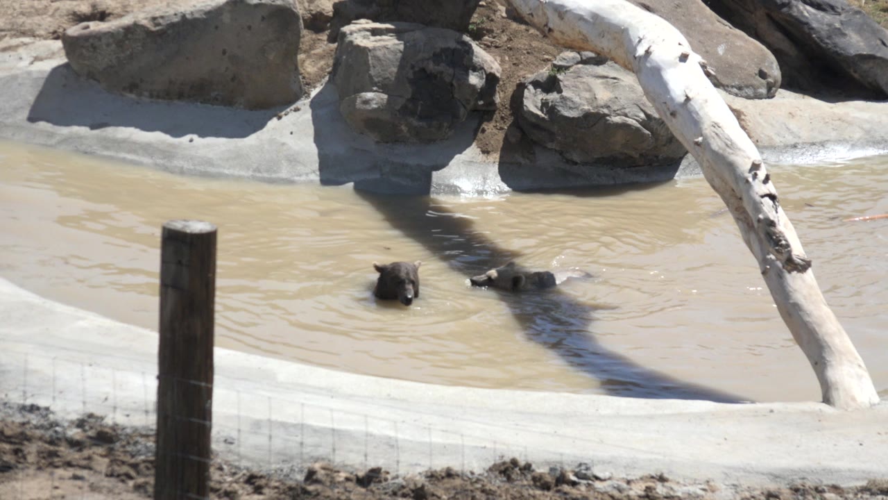 Two brown bears in muddy canal water inside a rocky enclosure.