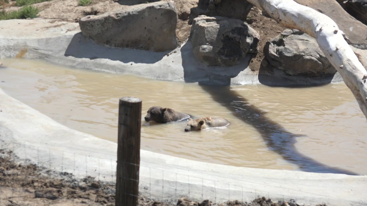 Young hippopotamus partly submerged in muddy water at an artificial lake in Keenesburg, Colorado, with rocks, a white log, and no visible people.