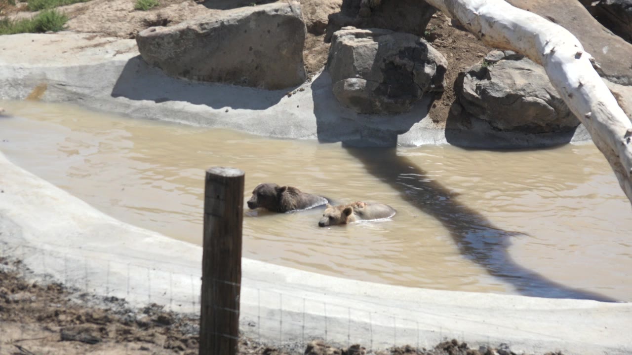 Young hippopotamus rests in shallow muddy water in Keenesburg, Colorado, near a pale floating object, with the wooden post closer to the foreground and no visible people.